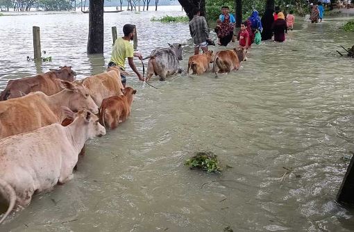 সিলেটের চার উপজেলায় বন্যা