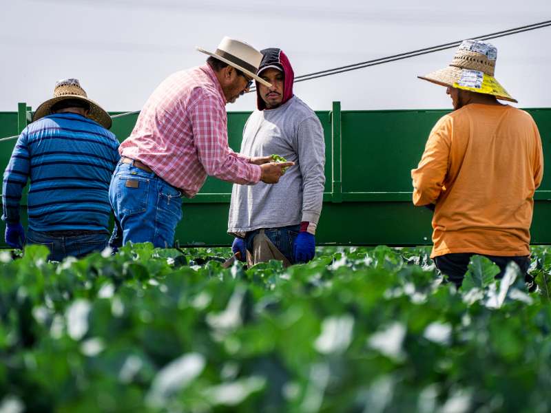 Migration and the Labour Market