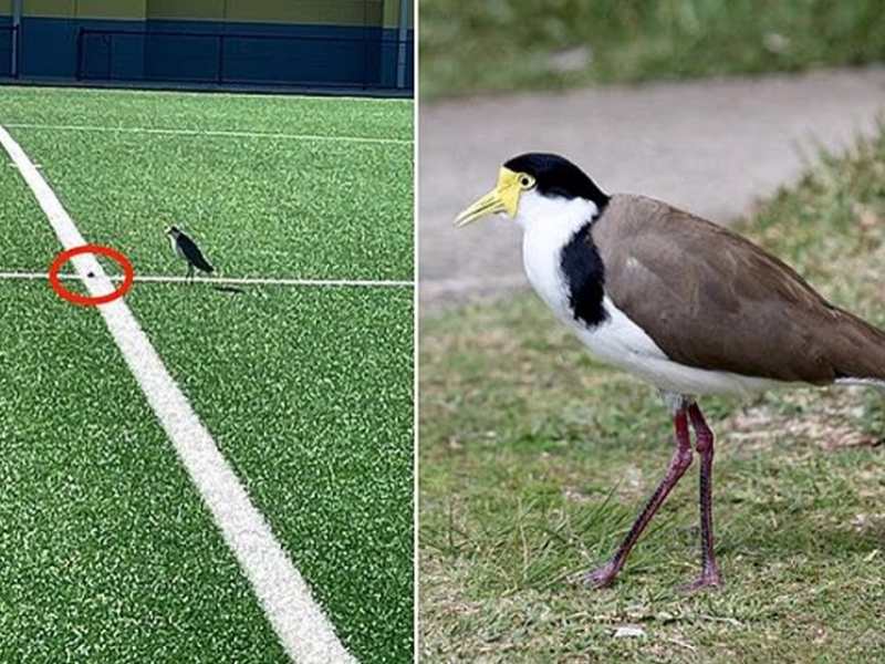 Stadium shut in Australia after bird lays egg