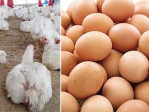 bangladesh poultry production halt