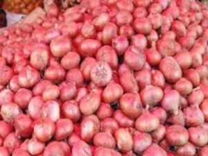 india onion export