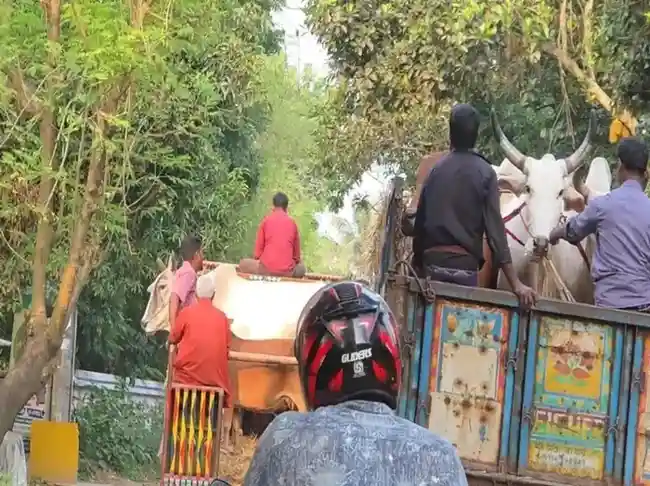 Indian Cattle Bangladesh border