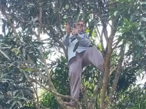 rangamati-teacher-climbs-tree-for-attendance