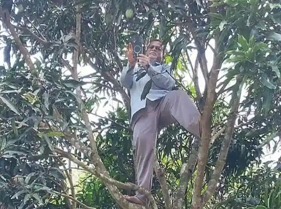 rangamati-teacher-climbs-tree-for-attendance